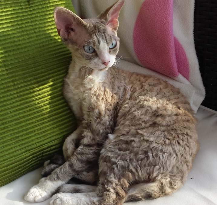 allergifri katt med päls allergifri katt med päls